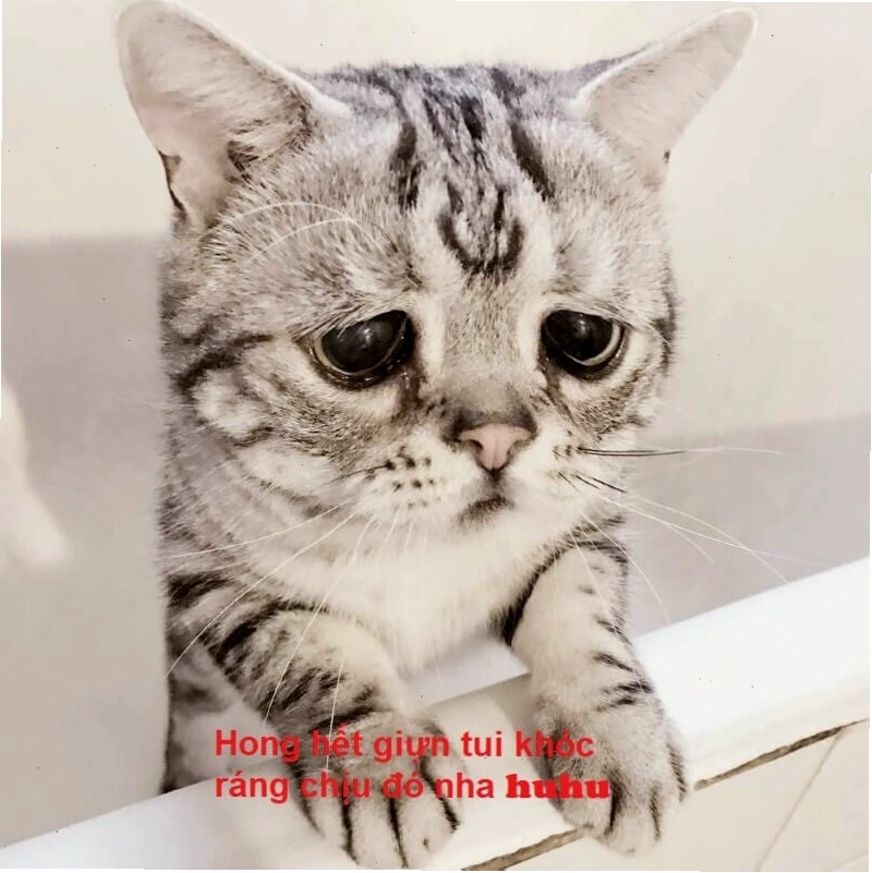 Ảnh meme chú mèo con với biểu cảm ngơ ngác, hai tay chắp lại như đang cầu xin tha thứ.