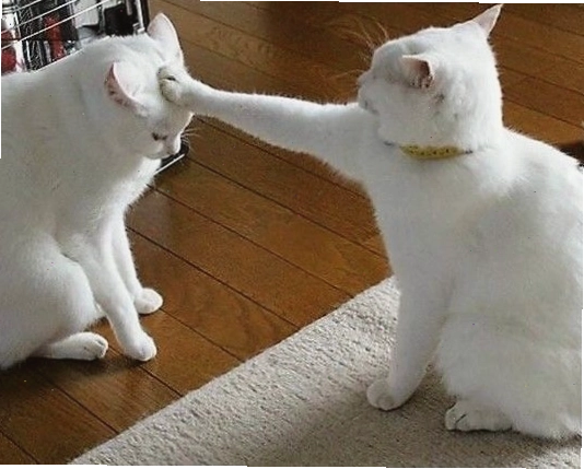 Ảnh meme chú mèo với biểu cảm hài hước, độc đáo