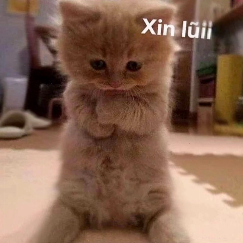 Ảnh meme chú mèo với đôi mắt to tròn long lanh, dáng vẻ tội nghiệp đang ngước nhìn như muốn nói lời xin lỗi chân thành.