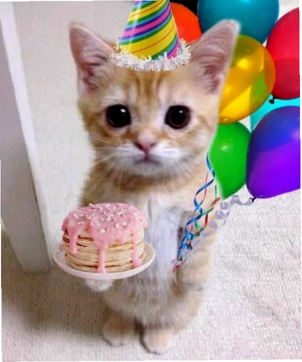 Ảnh meme happy birthday với chú mèo đeo nơ và dòng chữ chúc mừng sinh nhật
