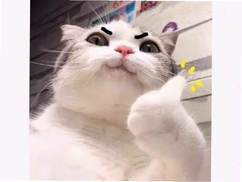 Ảnh meme mèo đang nằm thoải mái và giơ ngón tay cái lên trời biểu thị sự đồng ý.