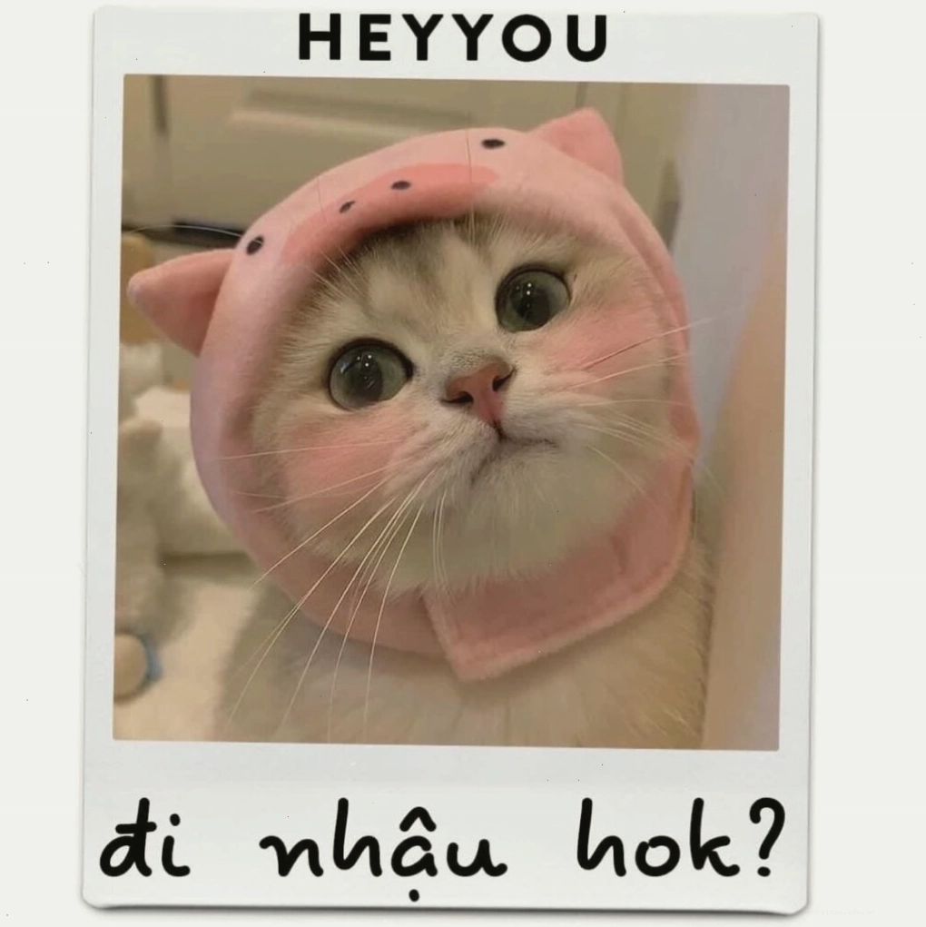 Ảnh meme mèo với ánh mắt tròn xoe và biểu cảm buồn buồn