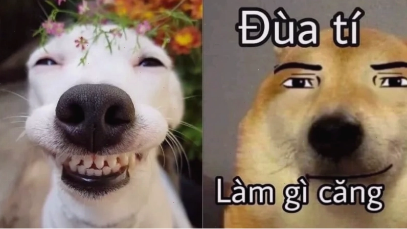 Ảnh meme một chú chó đang ngồi trước máy tính, tay đặt lên chuột
