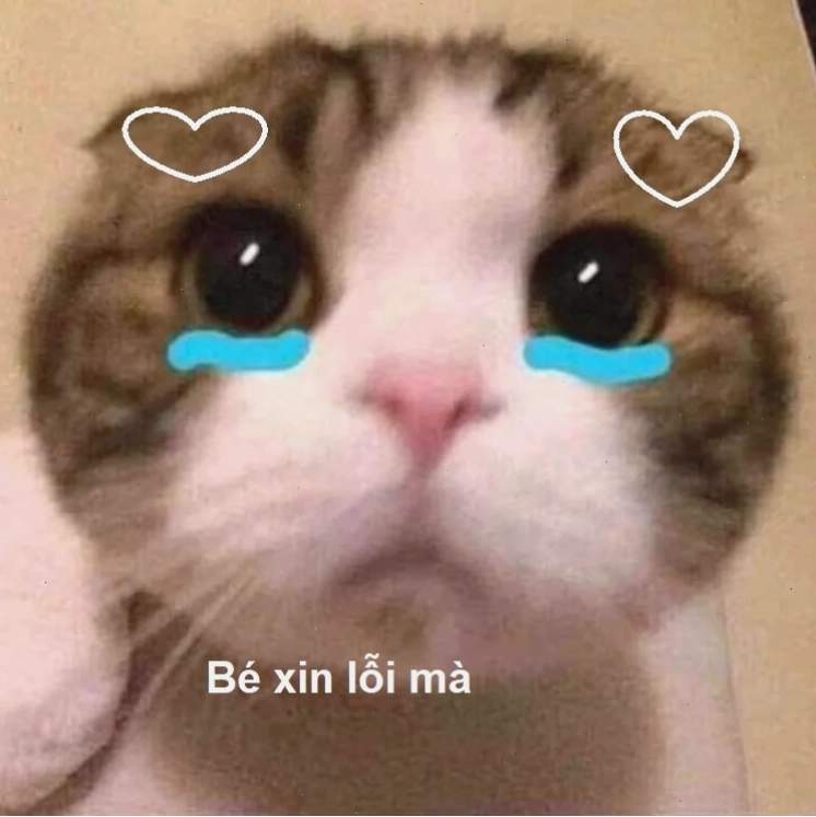Ảnh meme một chú chó Husky với khuôn mặt buồn bã, ngồi bệt dưới đất như đang chờ được tha thứ.