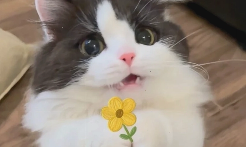 Ảnh meme thể hiện sự dễ thương, có thể là động vật hoặc nhân vật hoạt hình với nét vẽ ngộ nghĩnh.