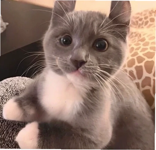 Ảnh meme với dòng chữ "Bất ngờ chưa" kèm theo hình ảnh một người đang bối rối không hiểu chuyện gì đang xảy ra