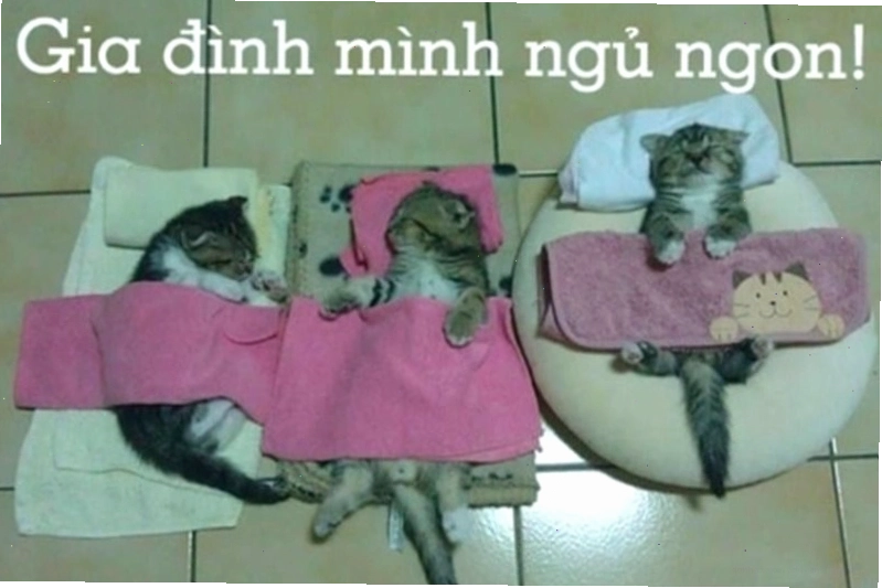 Cả một đàn cừu đang ngủ say trên cánh đồng, tạo nên khung cảnh yên bình.