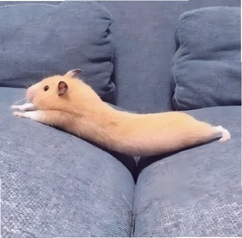Cận cảnh khuôn mặt của một chú hamster, tập trung vào biểu cảm ngộ nghĩnh
