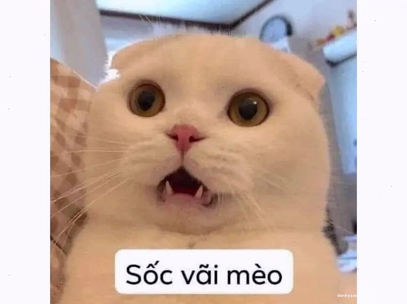 Ch&uacute; m&egrave;o ngồi thụp xuống, hai ch&acirc;n trước &ocirc;m chặt lấy đầu, mắt lim dim như đang chịu đựng một nỗi khổ kh&ocirc;ng thể diễn tả