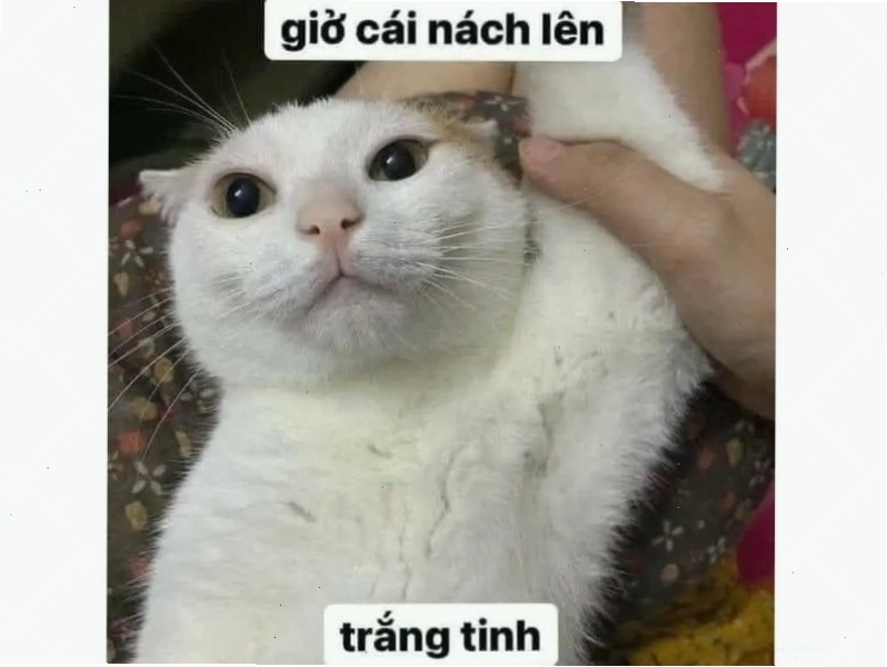 Ch&uacute; m&egrave;o với hai tay &ocirc;m chặt lấy đầu, đ&ocirc;i mắt mở to nh&igrave;n thẳng v&agrave;o ống k&iacute;nh với vẻ mặt kinh ho&agrave;ng