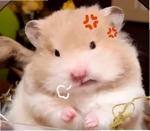 Hamster meme với đôi má phúng phính đang nhai đồ ăn một cách ngon lành