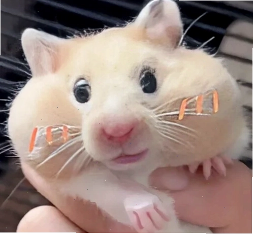 Hamster meme với khuôn mặt hài hước, đôi mắt lờ đờ như vừa trải qua một ngày dài mệt mỏi