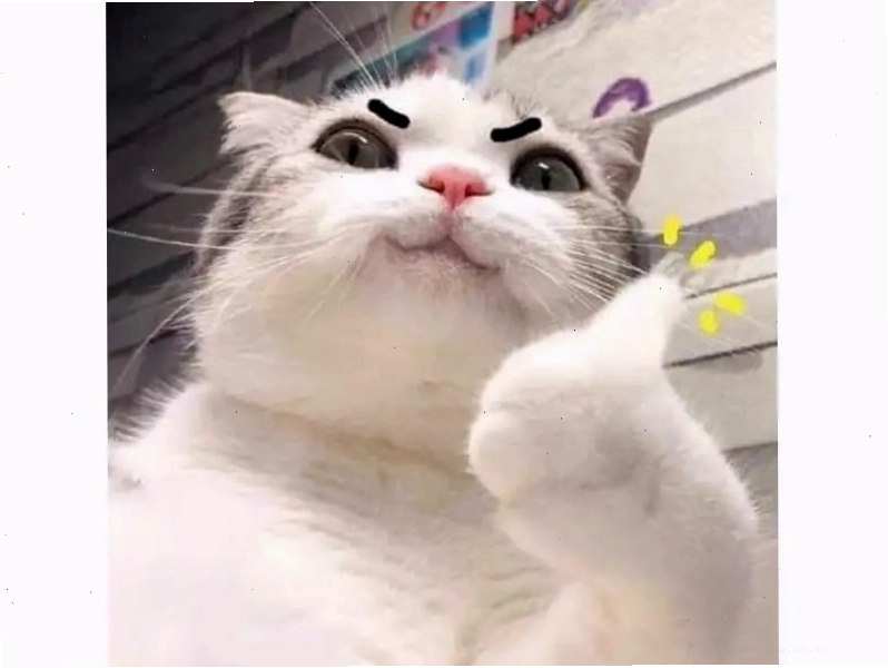 H&igrave;nh ảnh meme ch&uacute; m&egrave;o ngồi dựa tường, hai tay &ocirc;m chặt lấy đầu, đ&ocirc;i mắt nhắm nghiền thể hiện sự đau khổ