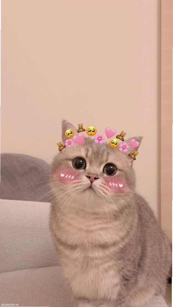 Hình ảnh meme mèo với khuôn mặt biểu cảm giận dỗi đáng yêu