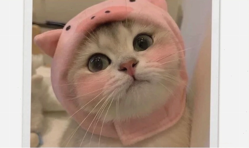 Hình ảnh một chú chó nhỏ với vẻ mặt ngây thơ, đáng yêu, là một ví dụ về meme cute.