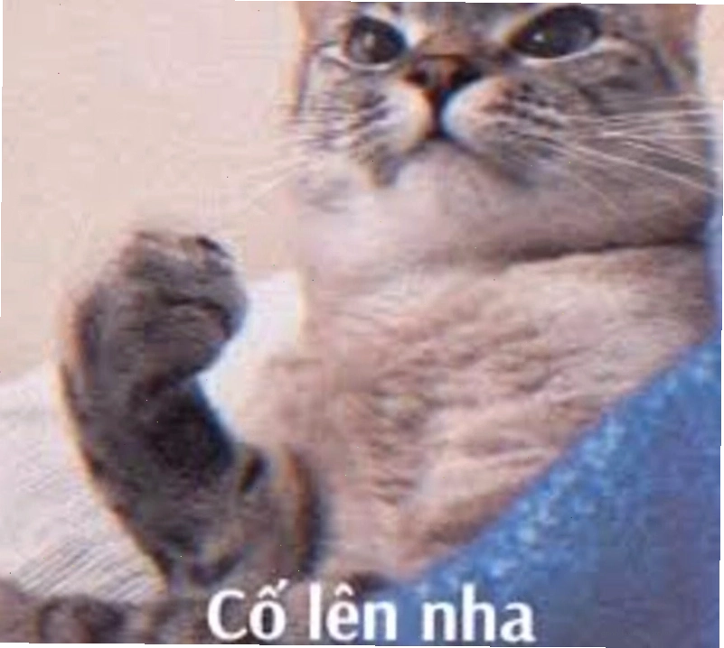 Hình ảnh một chú mèo đáng yêu với biểu cảm thôi thúc, như đang muốn nói "Cố lên!"