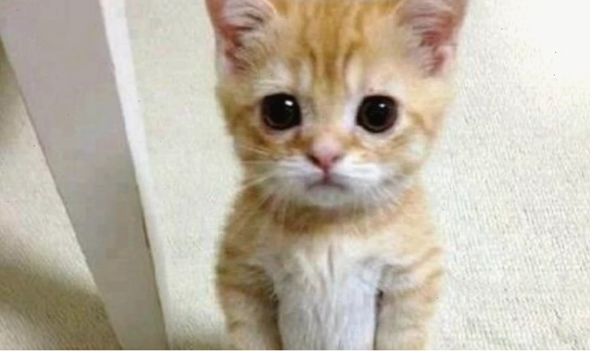 Khuôn mặt ngơ ngác, miệng mở hé, đôi mắt mở to tròn, biểu cảm này đã trở thành meme hài hước.