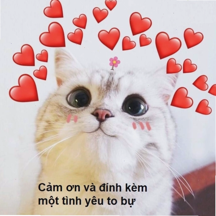 Meme chú mèo với biểu cảm đáng yêu, có thể đang muốn nói lời cảm ơn