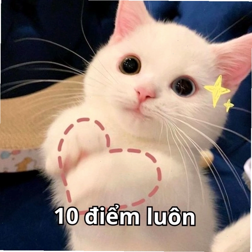 Meme chú mèo với ký hiệu "10d", thể hiện sự đáng yêu và hài hước