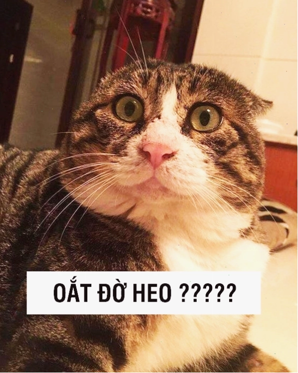Meme mèo khóc với đôi mắt to tròn long lanh, thể hiện sự đáng thương