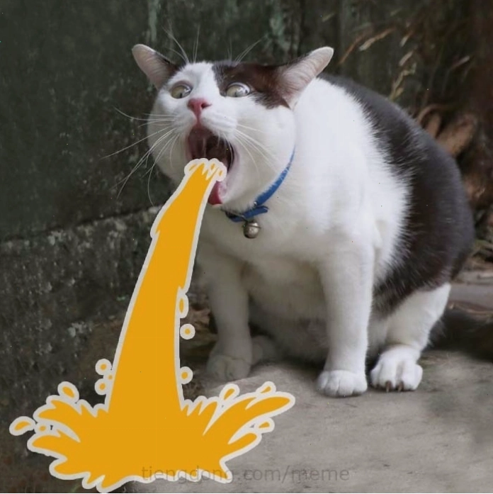 Meme mèo với biểu cảm biểu cảm ngơ ngác đáng yêu
