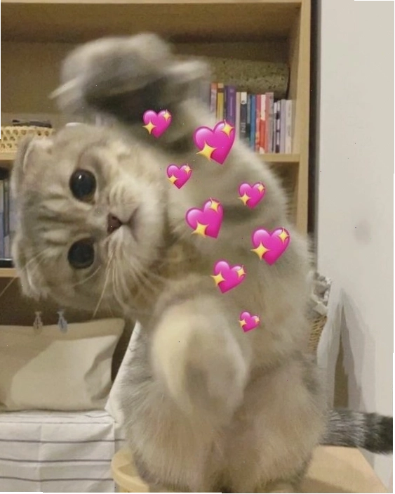 Meme mèo với đôi mắt ướt và biểu cảm khuôn mặt buồn thiu