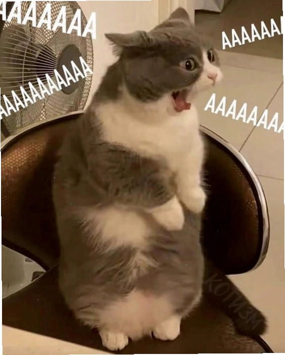Meme mèo với vẻ mặt phụng phịu, biểu lộ sự không vui