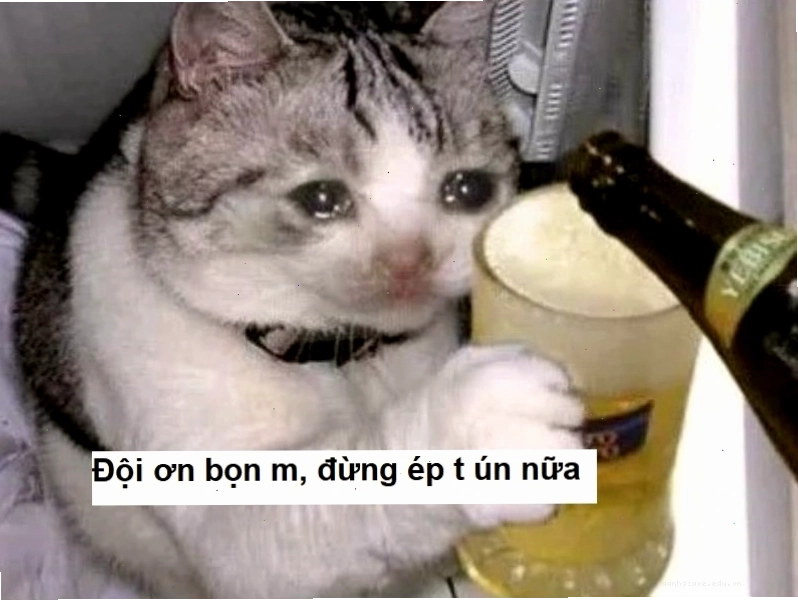 Meme một chú mèo đang uống bia, có thể đang tận hưởng sau một lời cảm ơn