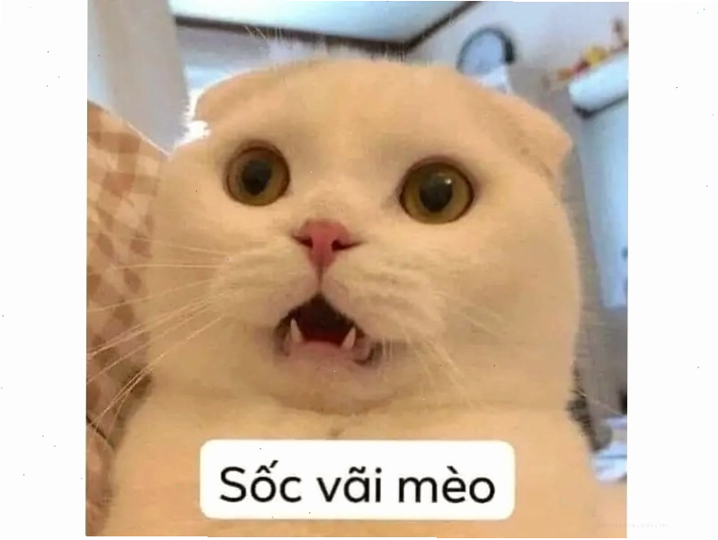 Mèo con với ánh mắt tròn xoe, giơ ngón tay cái nhỏ xíu thể hiện sự đồng ý ngây thơ.