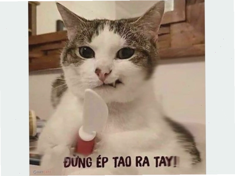 Mèo đang lim dim mắt nhưng vẫn cố gắng giơ ngón tay cái để like.