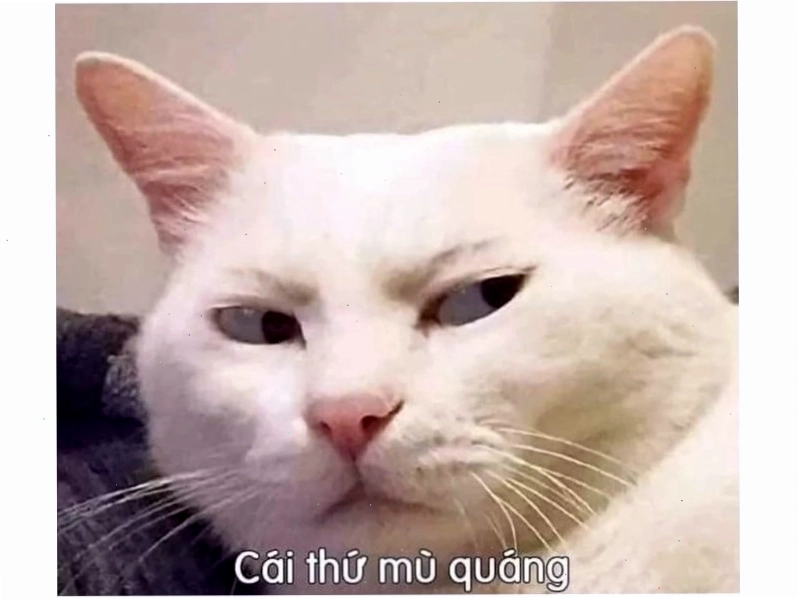 Mèo giơ cả hai chân trước lên cao, một chân giơ ngón cái like đầy phấn khích.