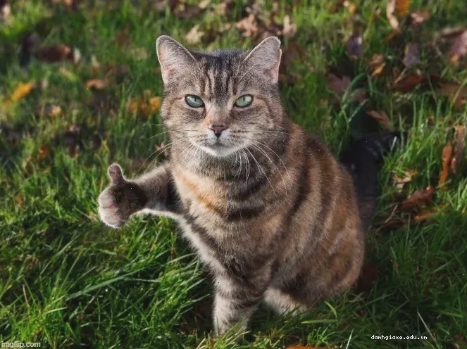 Mèo giơ ngón tay cái like với gương mặt biểu cảm vui nhộn, mắt mở to.