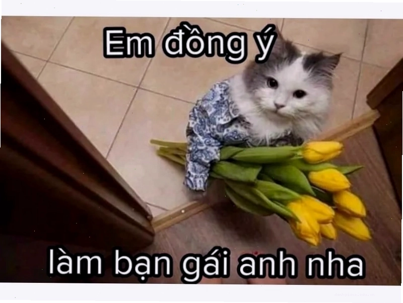 Mèo nằm dài trên bàn và giơ ngón tay cái lên, thể hiện sự lười biếng.