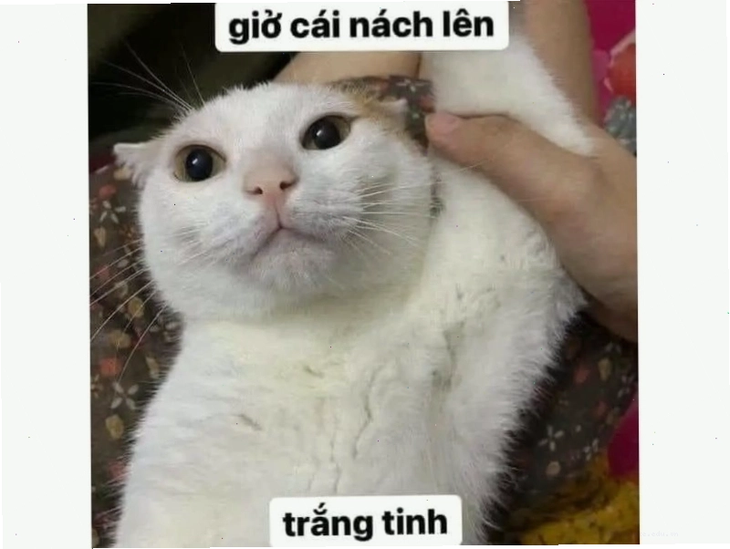 Mèo ngồi chéo chân và giơ ngón tay cái lên, tạo dáng cực ngầu.