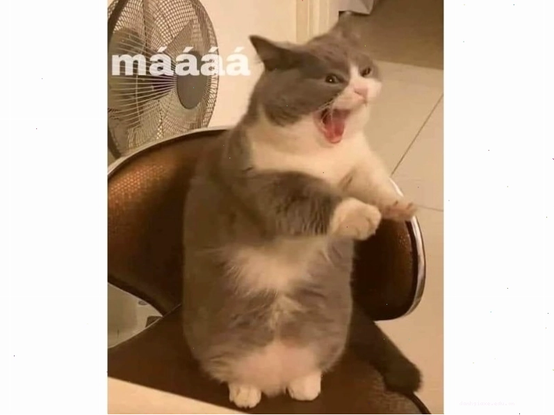Mèo ngồi trong hộp và giơ ngón tay cái like với ánh mắt dò xét.