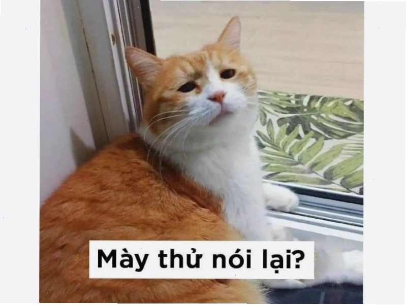 Mèo ngồi yên lặng và giơ ngón tay cái like, toát lên vẻ điềm tĩnh.
