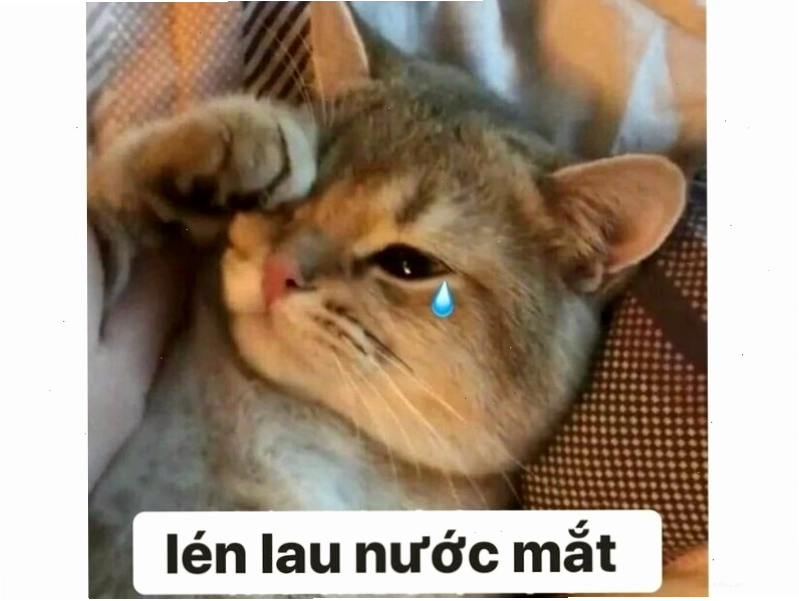 Mèo với ánh mắt lém lỉnh giơ ngón tay cái lên, đầy vẻ tinh quái.