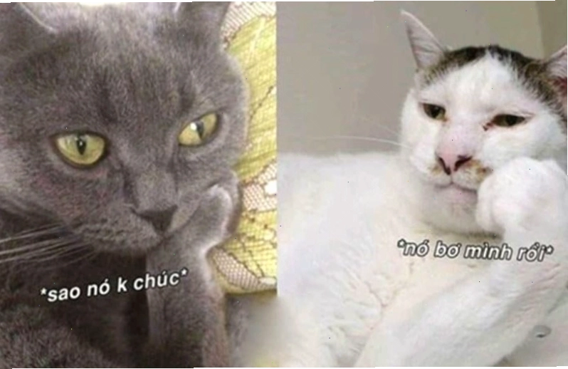 Một chú chim cánh cụt đang ngáp lớn, có vẻ rất buồn ngủ và chuẩn bị đi ngủ.