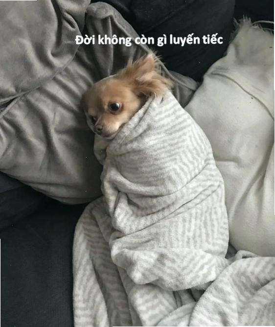 Một chú chó với ánh mắt lờ đờ, vẻ mặt buồn bã như đang chịu đựng điều gì đó