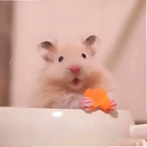 Một chú hamster với vẻ mặt khó hiểu, như đang suy nghĩ về một vấn đề nan giải
