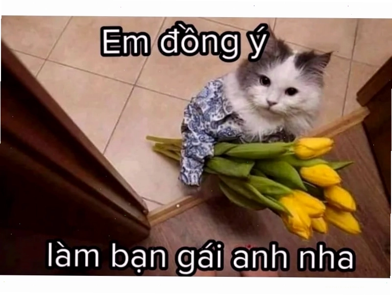 Một ch&uacute; m&egrave;o đang nh&igrave;n v&agrave;o m&agrave;n h&igrave;nh m&aacute;y t&iacute;nh với vẻ mặt hoang mang tột độ, tay &ocirc;m đầu