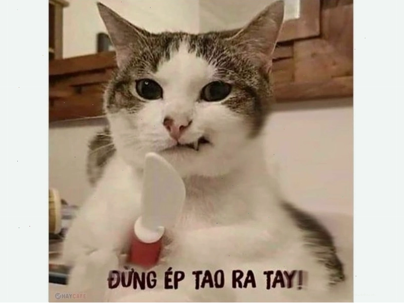 Một ch&uacute; m&egrave;o đen với đ&ocirc;i mắt trợn tr&ograve;n, hai tay &ocirc;m đầu như đang bị tra tấn tinh thần
