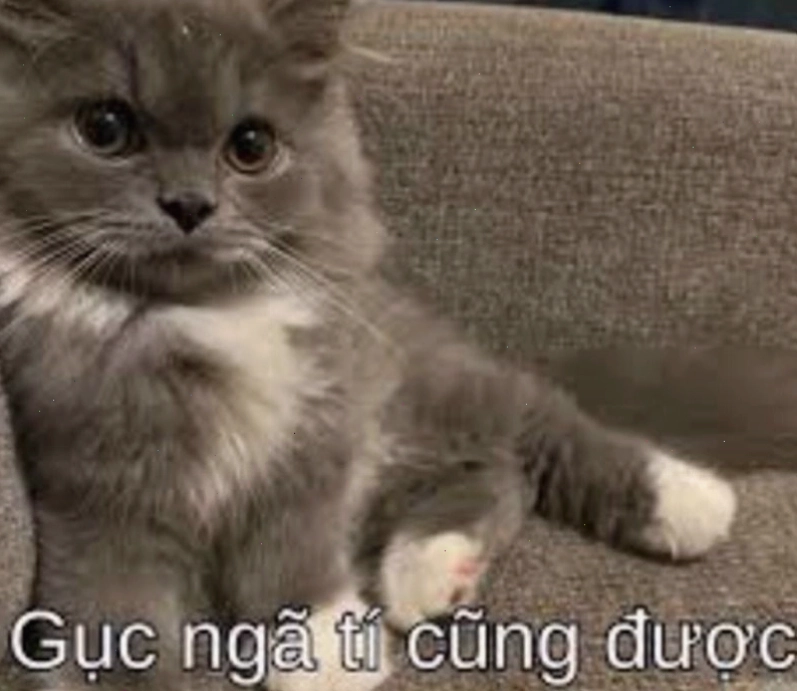 Một chú mèo khác với biểu cảm "cố lên" dễ thương, có thể dùng để an ủi bạn bè