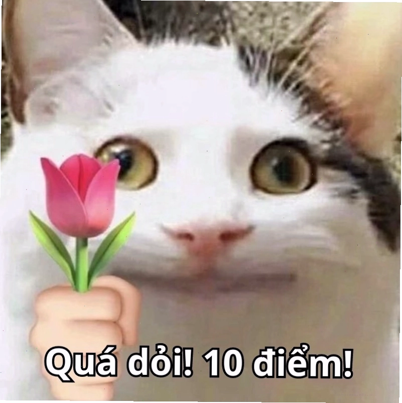 Một chú mèo khác với vẻ mặt hài hước, kèm theo dòng chữ "meme mèo 10 điểm"