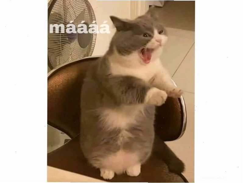 Một ch&uacute; m&egrave;o trắng với đ&ocirc;i mắt to tr&ograve;n, tay &ocirc;m đầu v&agrave; miệng hơi h&eacute; ra, vẻ mặt ngơ ng&aacute;c kh&oacute; hiểu