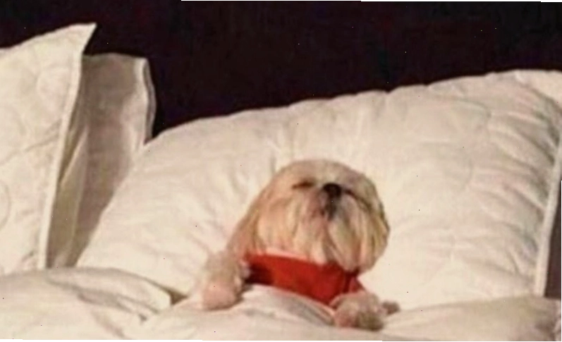 Một loạt các meme chúc ngủ ngon với nhiều biểu cảm khác nhau, từ buồn ngủ đến hài hước.
