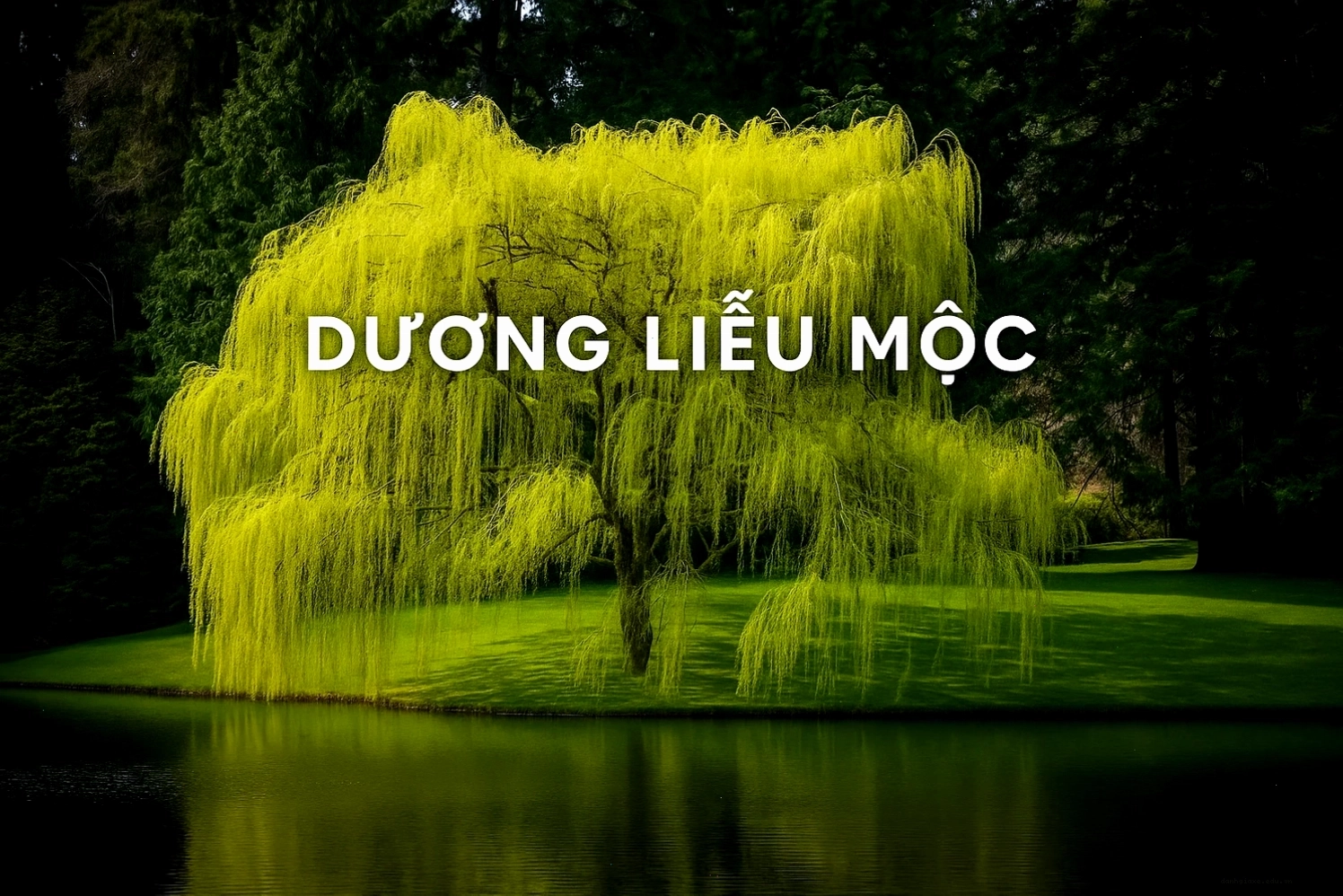 Người mệnh Mộc sinh năm 2003 mang nạp âm Dương Liễu Mộc