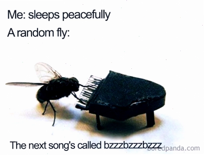 Ruồi chơi piano tí hon trong meme về giấc ngủ