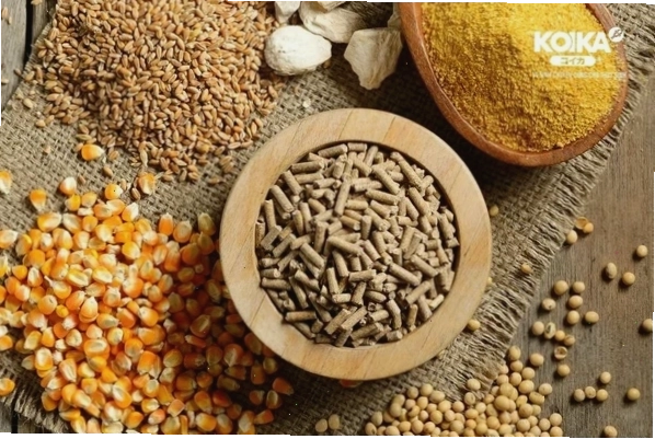 Thức ăn tốt cho cá vàng giúp cá phát triển toàn diện