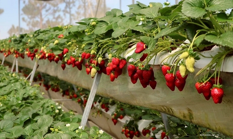Trải nghiệm hái dâu tây trực tiếp tại các vườn dâu công nghệ cao